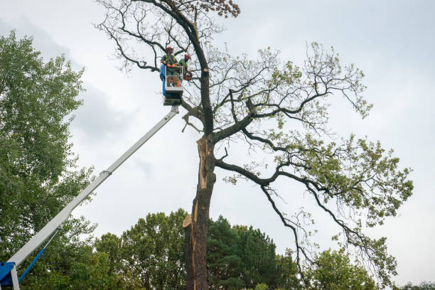 How Our Tree Care Process Works  in  Montclair State University, NJ